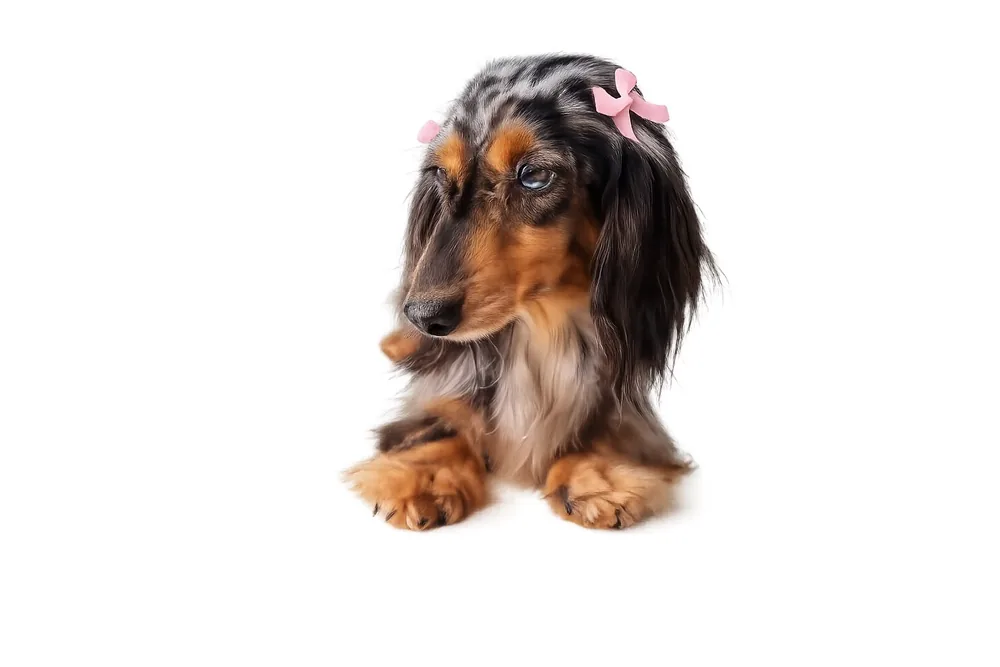 Puppy studio portrait