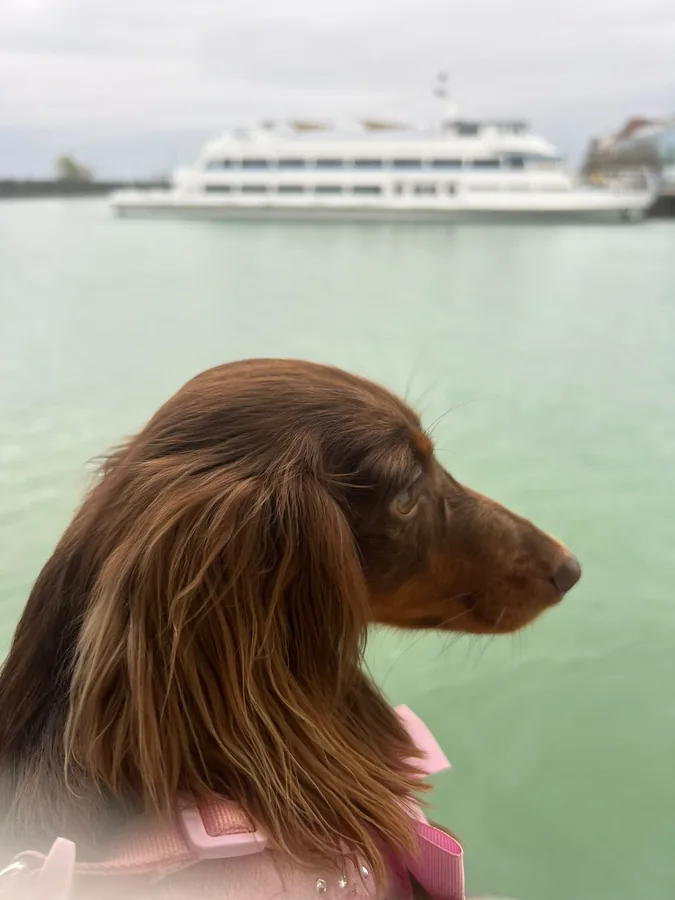 Dachshund by the lake