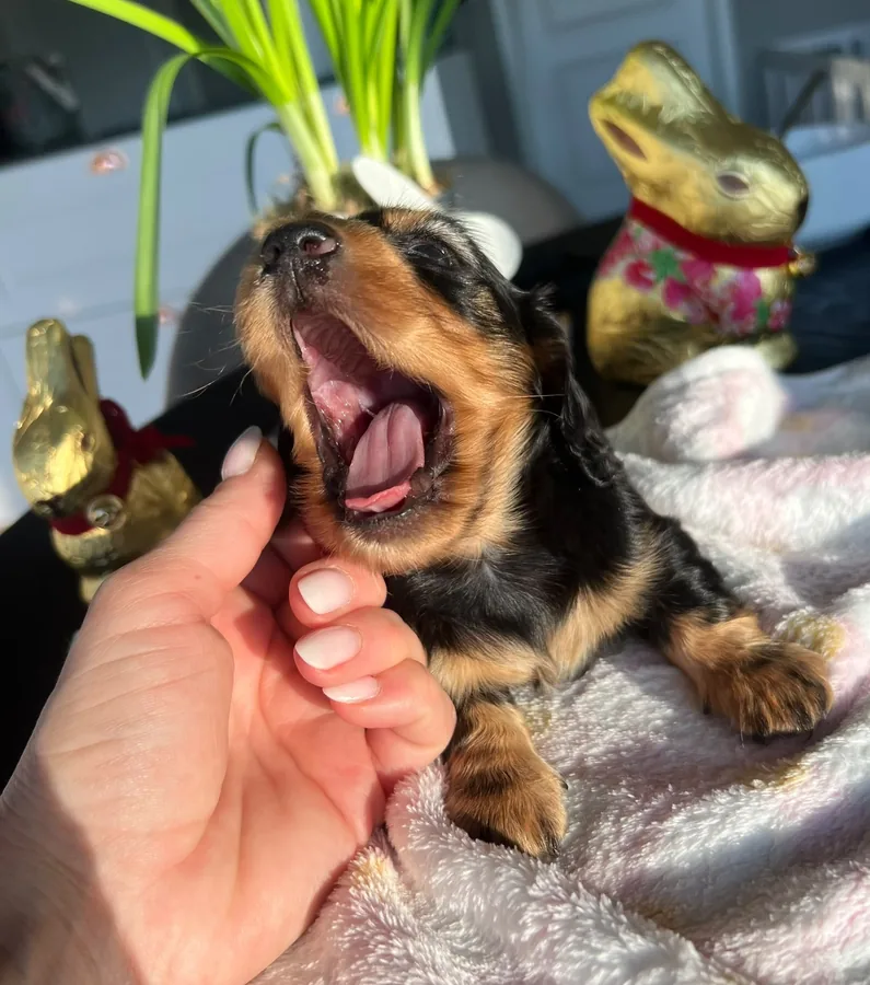 Yawning puppy in a hand