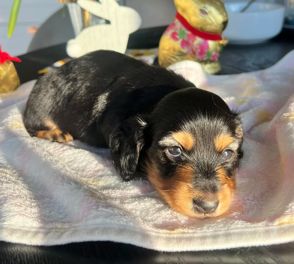 Puppy on a blanket