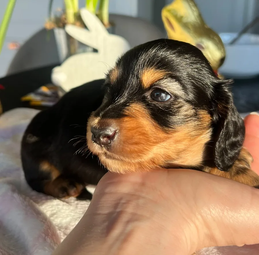 Puppy close up
