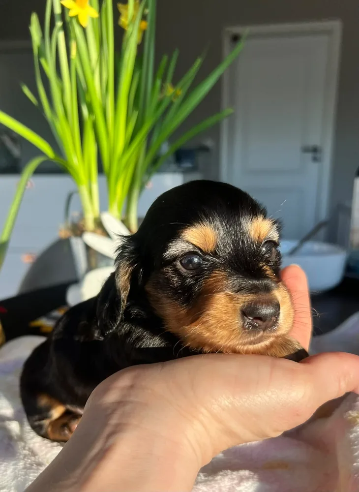 Puppy held in a hand