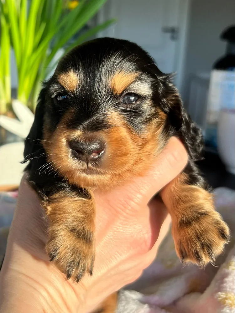 Puppy being held