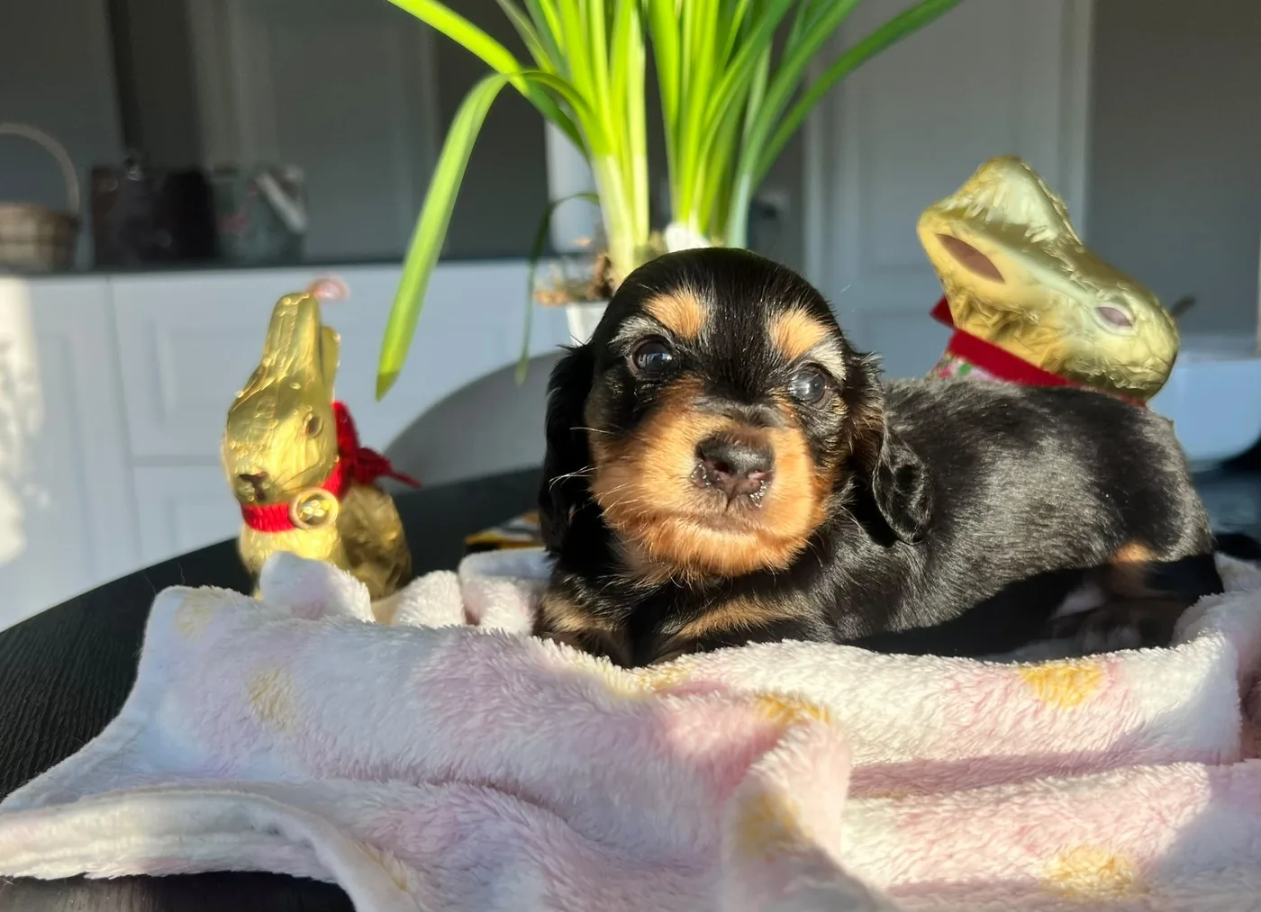 Puppies on a blanket