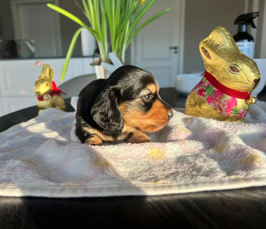 Puppies with easter bunnies