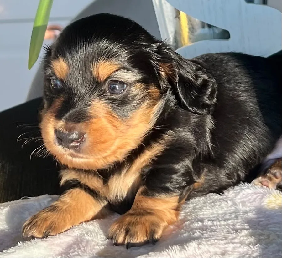 Puppy
