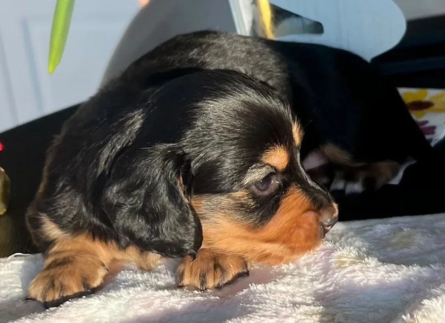 Resting puppy