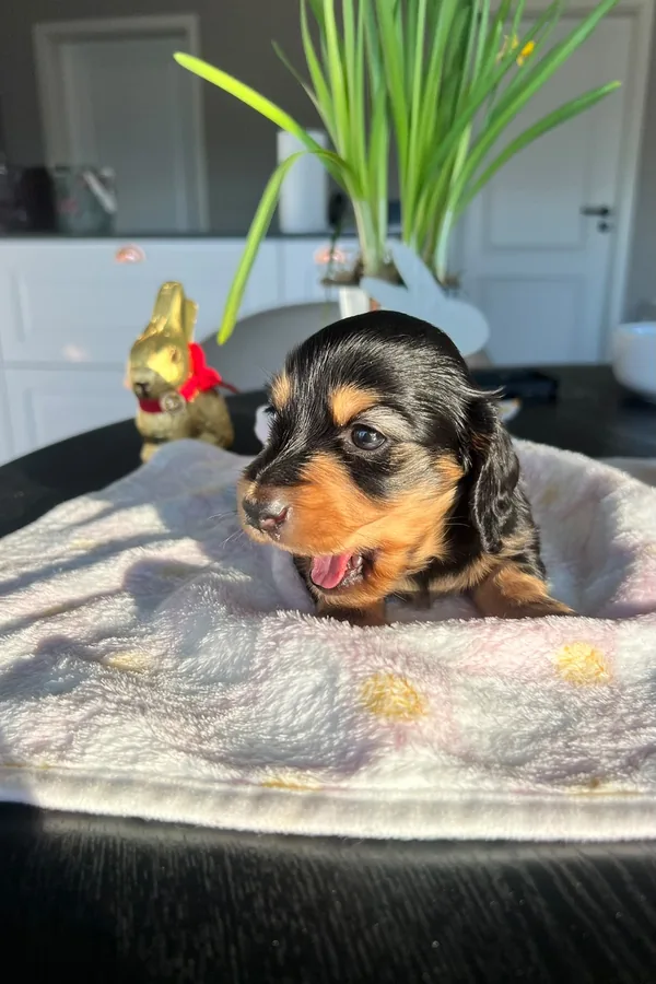 Yawning puppy
