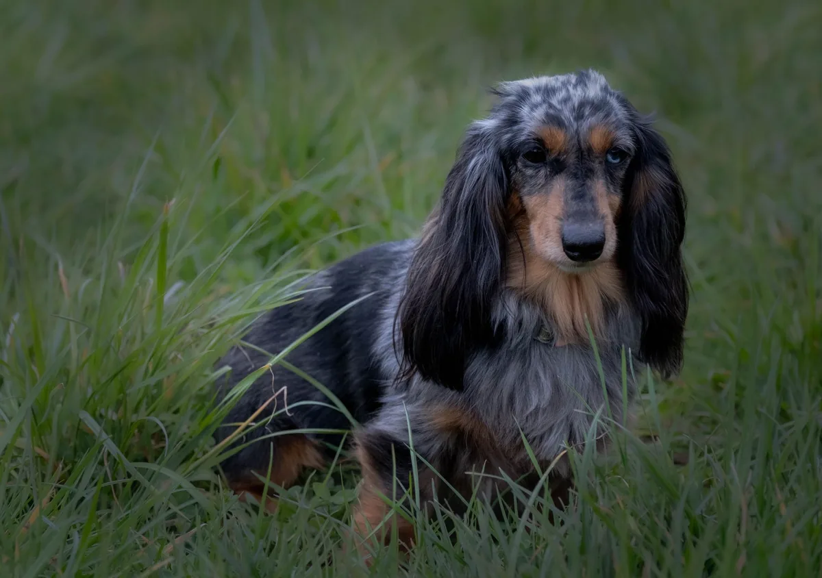 Dapple longhaired dachshund