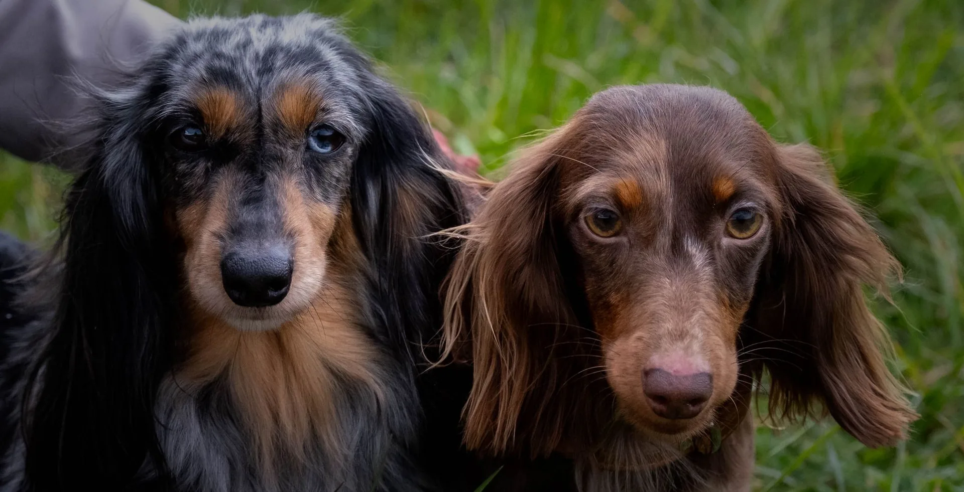 Two longhaired dachshunds