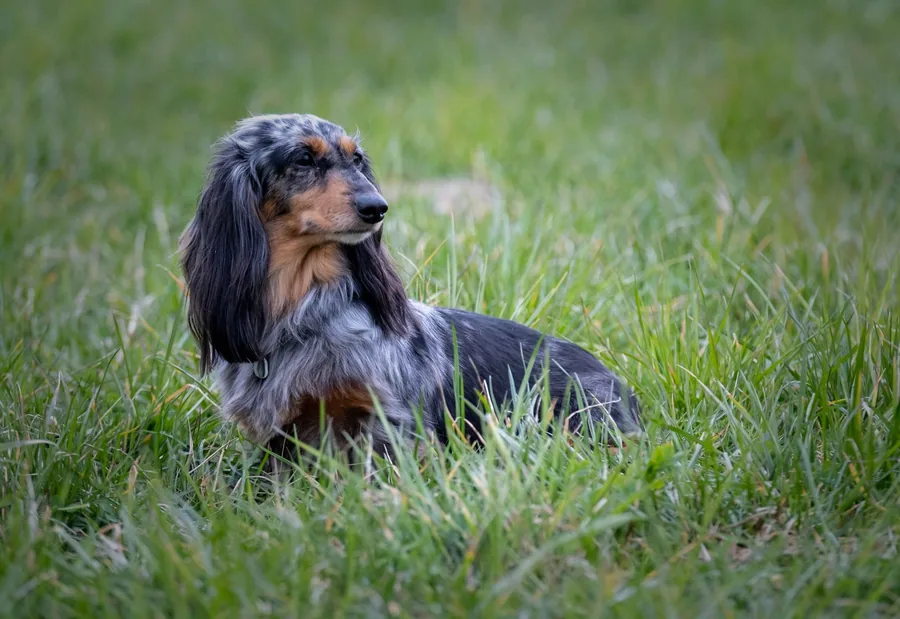 Dapple dachshund in grass