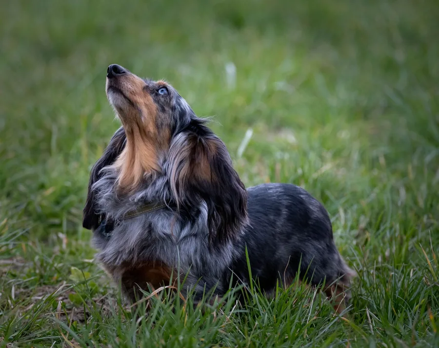 Dachshund looking up